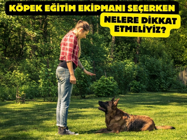 Köpek Eğitim Ekipmanları Seçerken Nelere Dikkat Etmeliyiz?