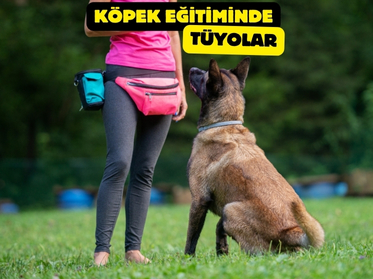 Köpek Eğitiminde Tüyolar