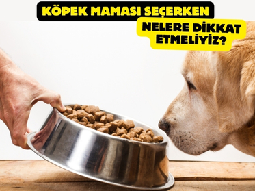 Köpek Maması Seçerken Nelere Dikkat Etmeliyiz?