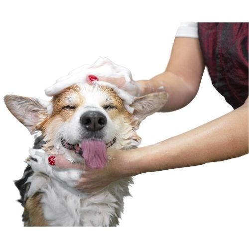 Köpek Bakım ve Kozmetik