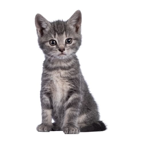 Yavru Kedi Maması