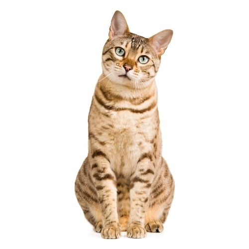 Kısır Kedi Maması