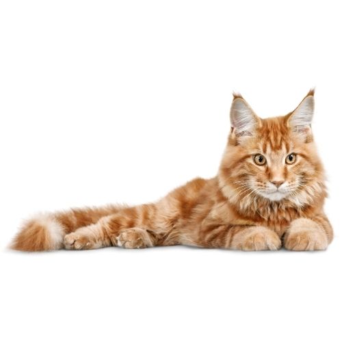 YETİŞKİN KEDİ MAMALARI (+1 YAŞ)