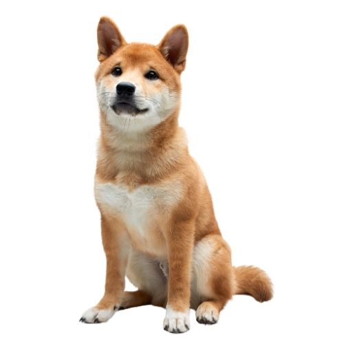 YAVRU KÖPEK MAMALARI (0-12 AY)